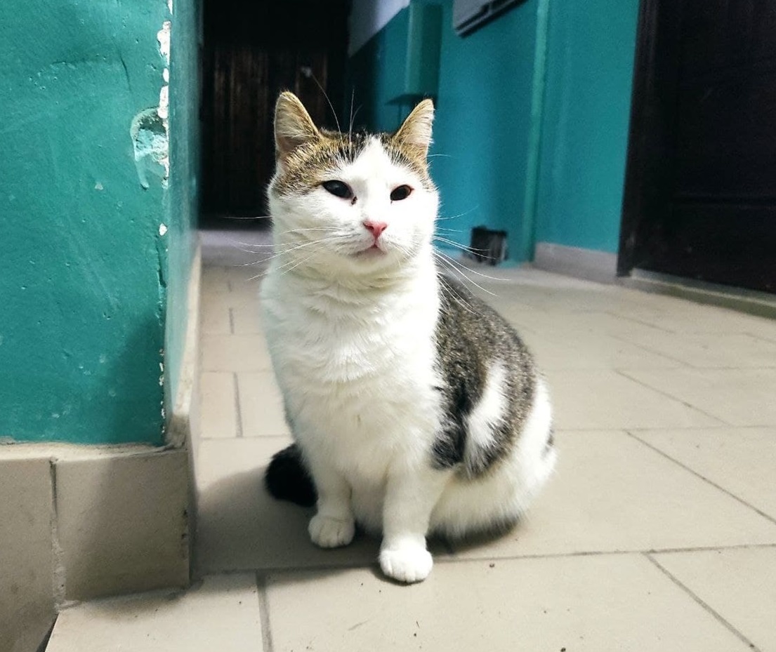Кішечка, котра готується стати мамою