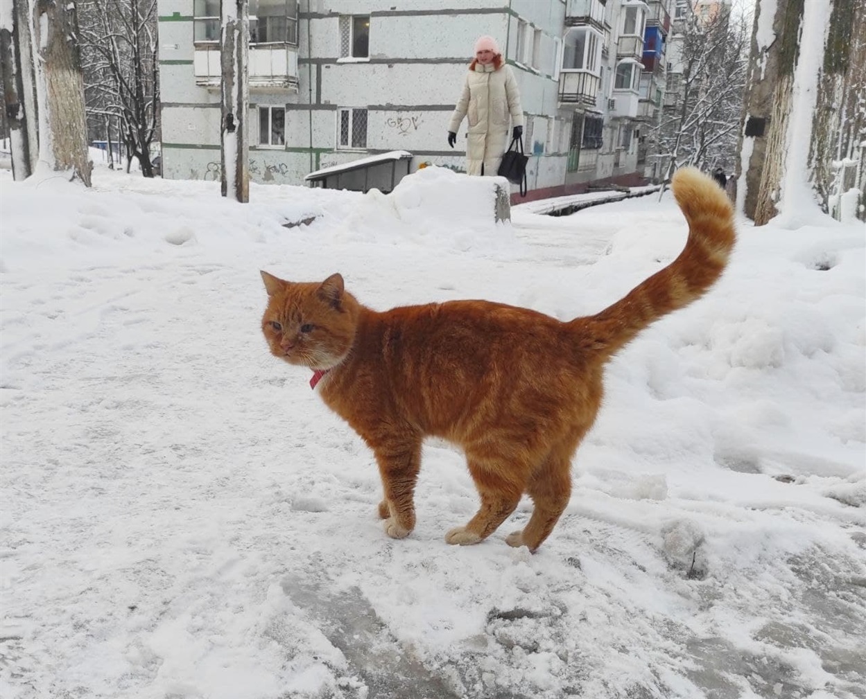 Котомодель