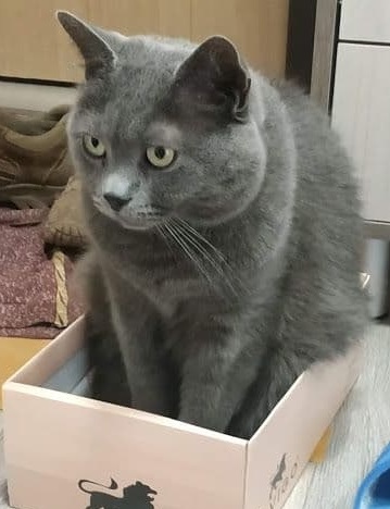 Головне, що йому зручно
