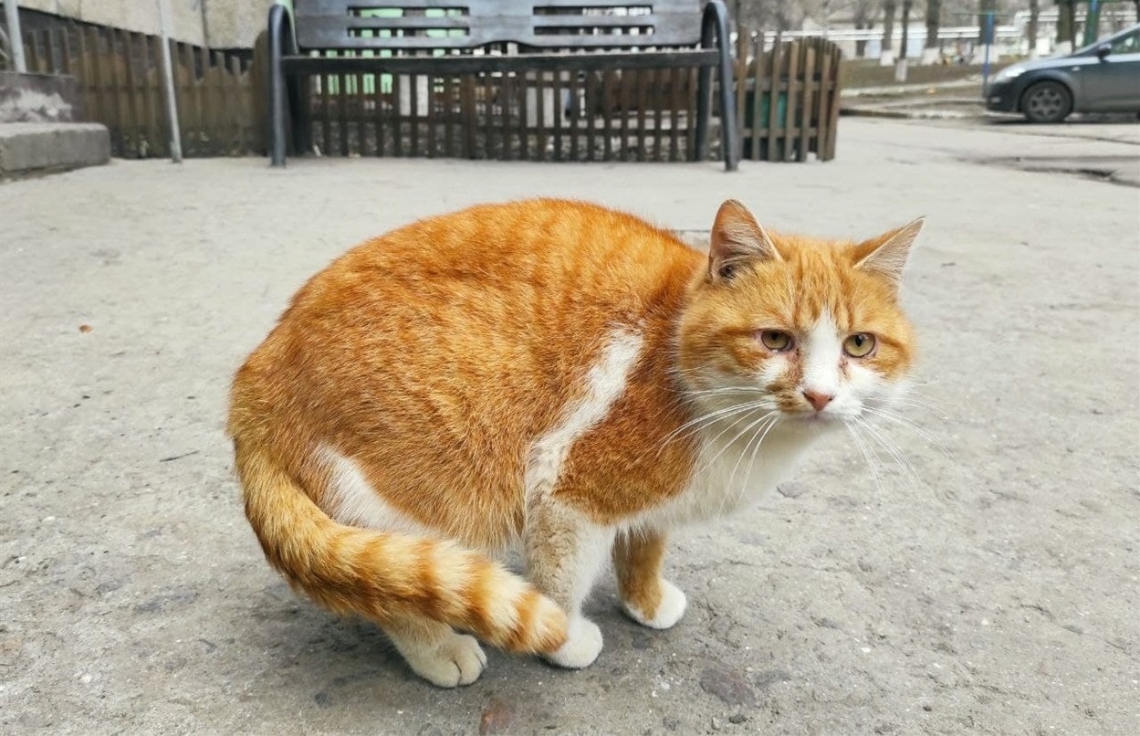 Руденький із сумними очима