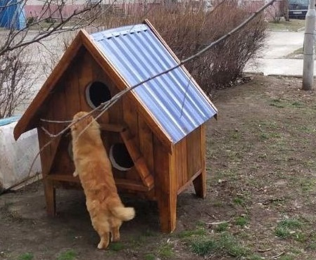 Будиночок для котів біля 10 гуртожитка