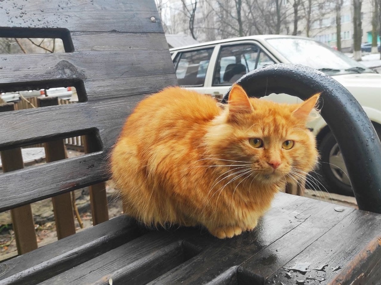 Руденький красень позує на камеру