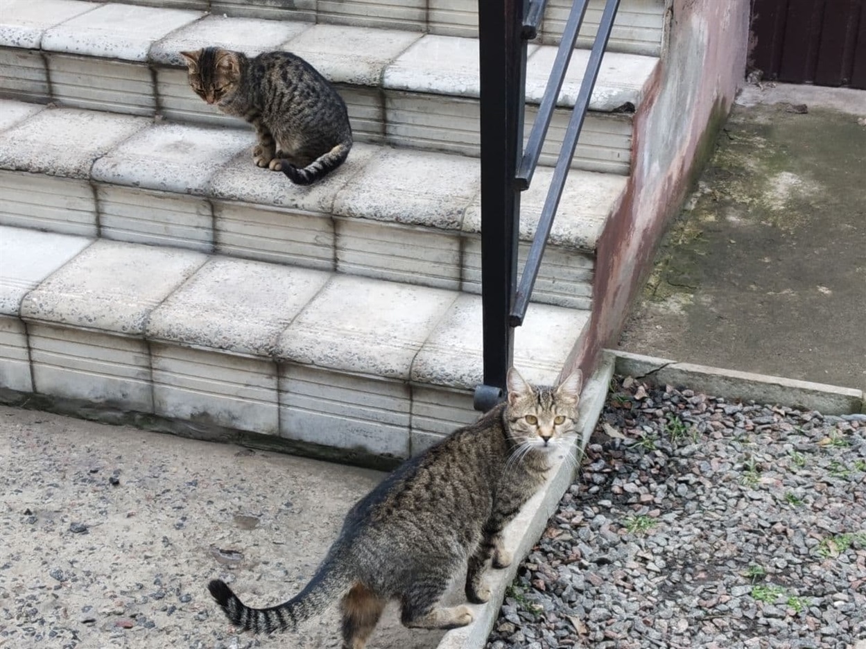Цікавість не приховати