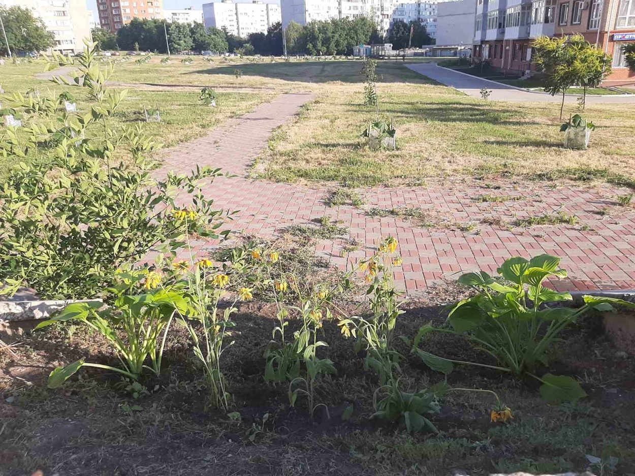 Цветы, которые высадили друзья Дениса