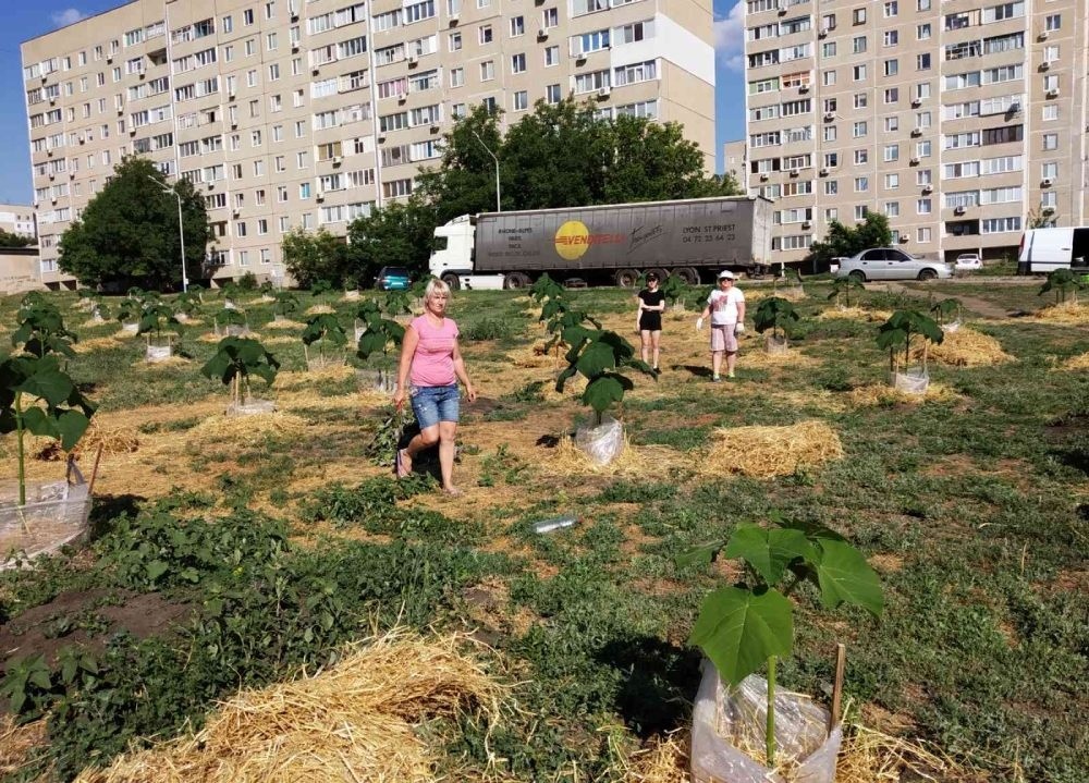 Соломы оказалось с избытком. Пришлось ее возвращать на кучу
