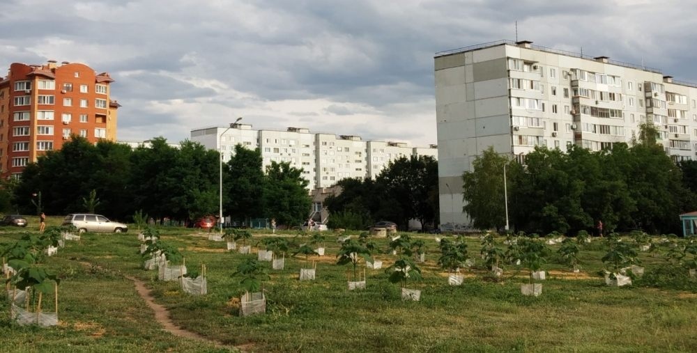 В следующем июле погуляем в тени деревьев