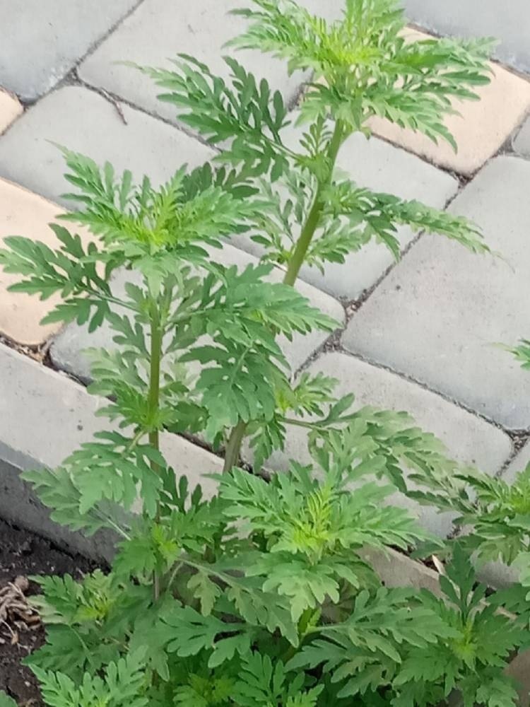 Амброзия кустится. Вы удивляетесь, почему у нас столько аллергиков?