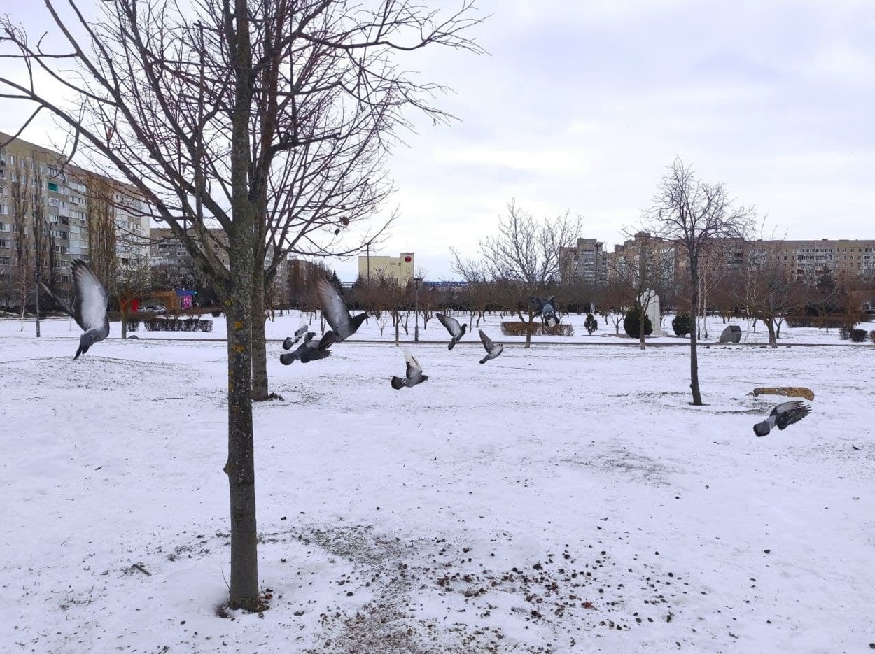 Голуби, їхні господарі, почували себе цілком затишно без людей
