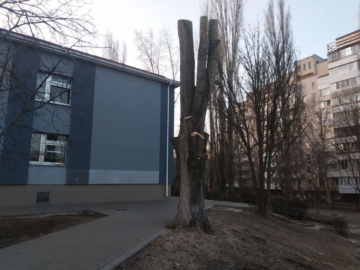 Кроноване дерево біля четвертої школи 