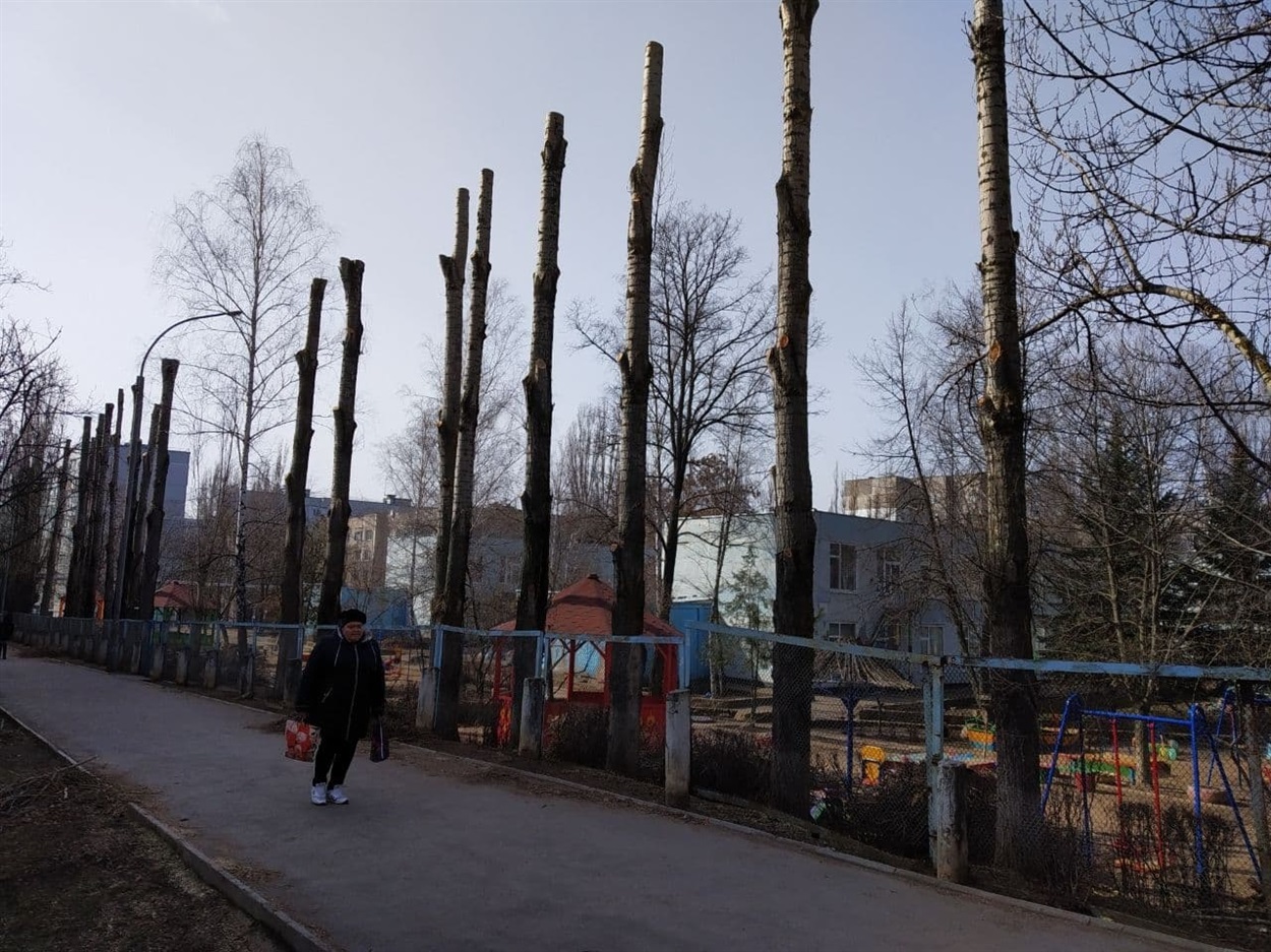 Тополі після кронування мають незвичний вигляд. Але це необхідний захід в догляді за рослинами.