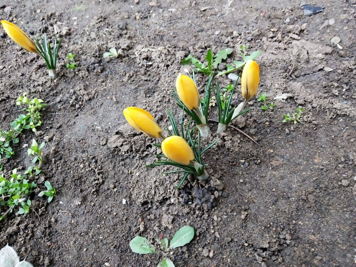 Первоцвіти - ознака весни 
