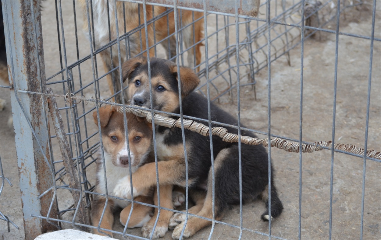 Особливо вразили ці двоє цуценят. Вони постійно разом.