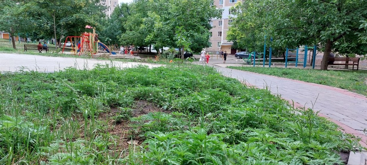 У дворі на дитячому майданчику теж буяє амброзія
