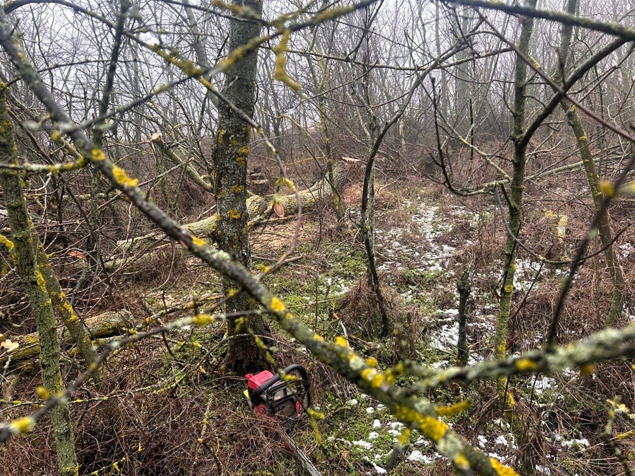 Акація за ціною золота: як мешканці Вознесенщини напиляли на 33 тисячі боргу перед державою
