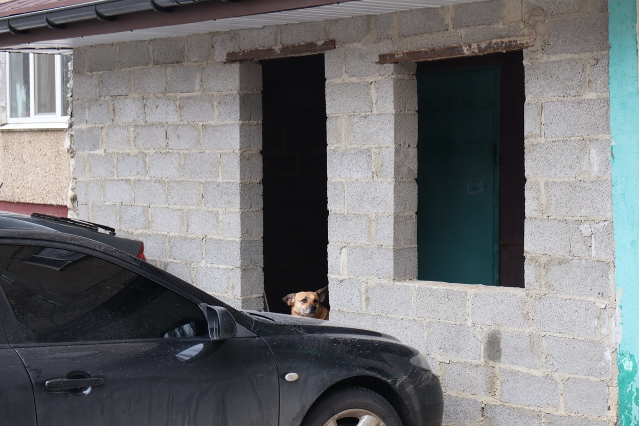 Ось в такій прибудові оселилися бездомні собаки (проспект Соборності, 1)