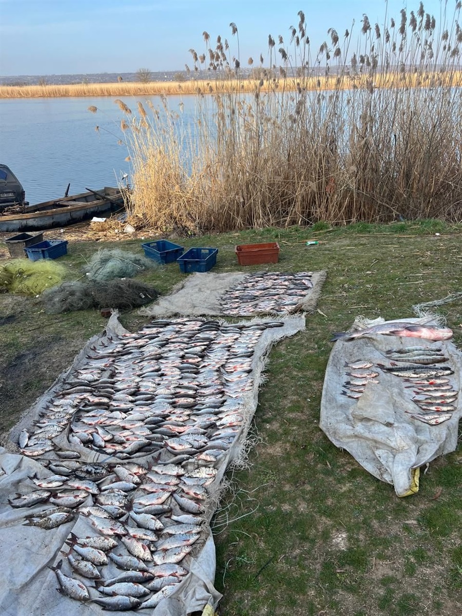 Понад 400 рибин у дев'яти сітках: на річці Південний Буг затримали масштабного браконьєра