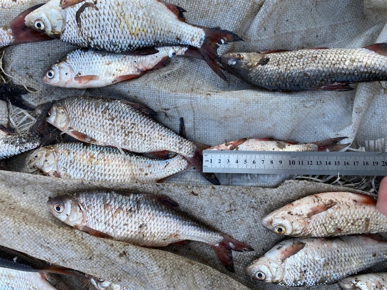 Понад 400 рибин у дев'яти сітках: на річці Південний Буг затримали масштабного браконьєра