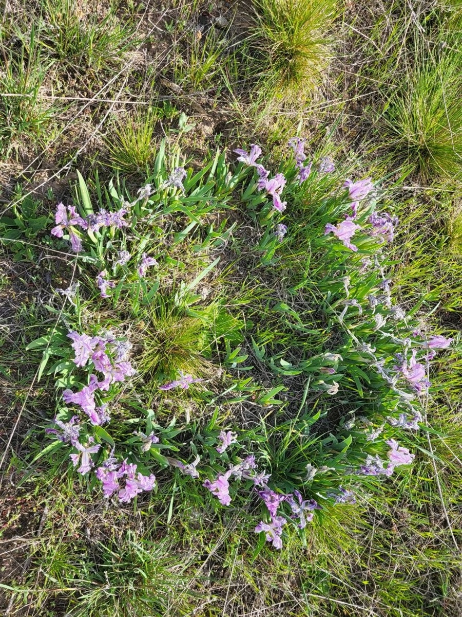 Як виглядають доісторичні споруди під Південноукраїнськом? Перша публічна екскурсія