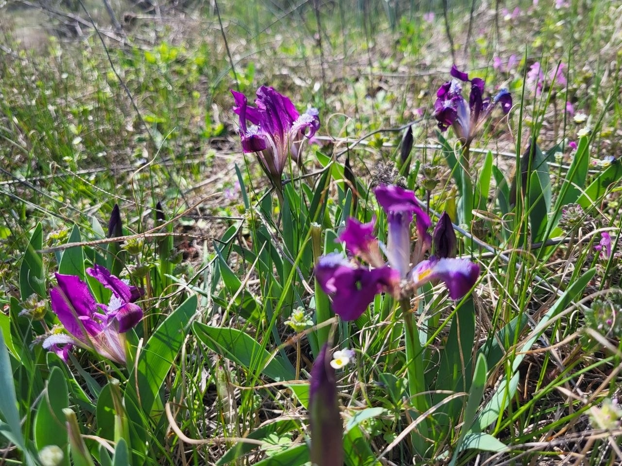 Як виглядають доісторичні споруди під Південноукраїнськом? Перша публічна екскурсія