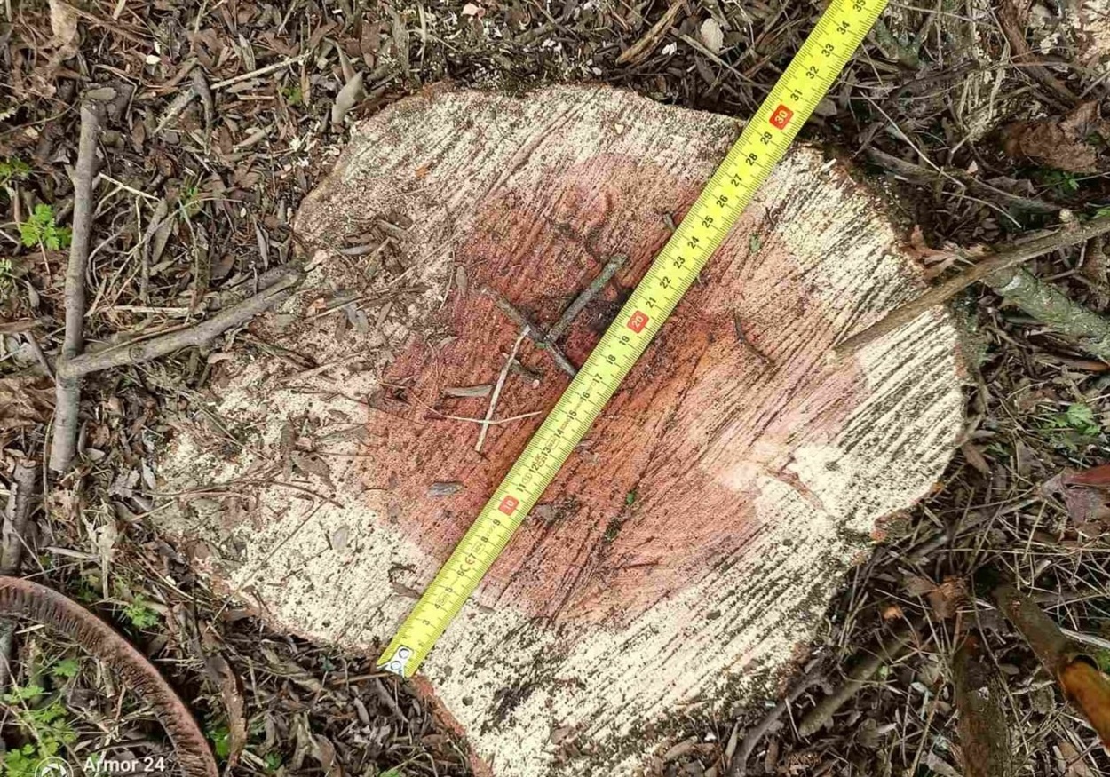 Сокира замість дозволу: під Мигією виявили понівечену лісосмугу