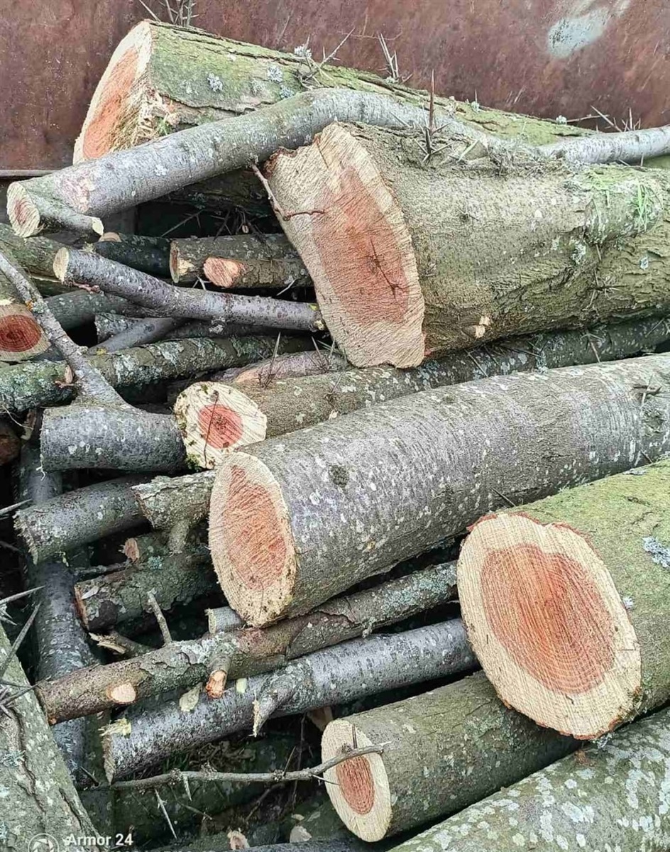 Сокира замість дозволу: під Мигією виявили понівечену лісосмугу