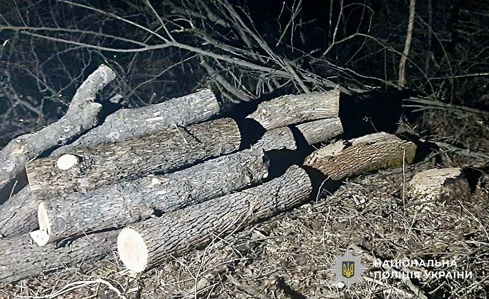 Бізнес на пеньках: на Первомайщині викрили групу, яка знищила цінні дерева на мільйони
