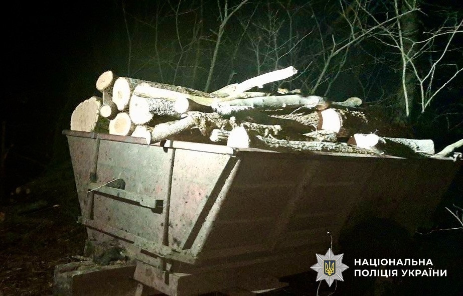 Бізнес на пеньках: на Первомайщині викрили групу, яка знищила цінні дерева на мільйони
