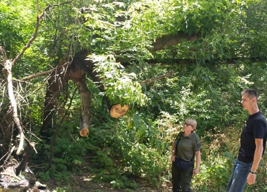 Пощкоджені і знижені дерева