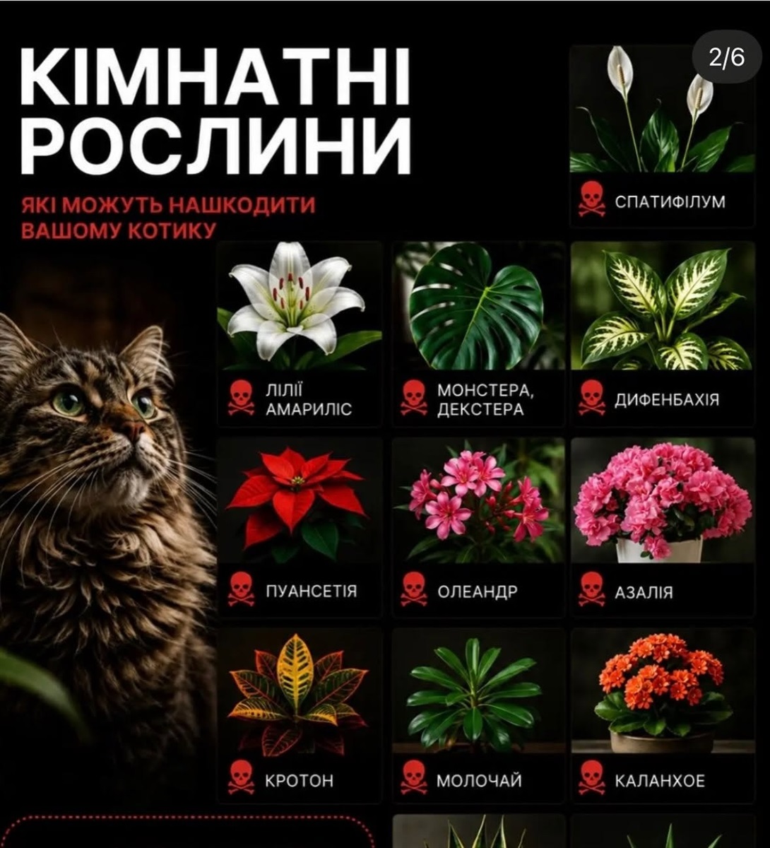 Отруйні рослини для котів: список кімнатних квітів і городніх рослин, які небезпечні для тварини