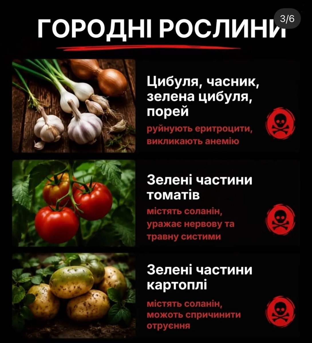 Отруйні рослини для котів: список кімнатних квітів і городніх рослин, які небезпечні для тварини