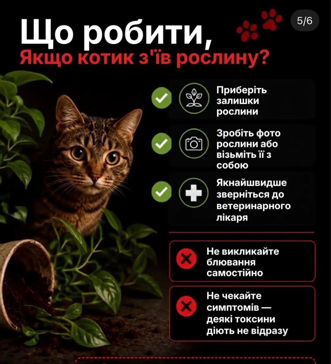 Отруйні рослини для котів: список кімнатних квітів і городніх рослин, які небезпечні для тварини