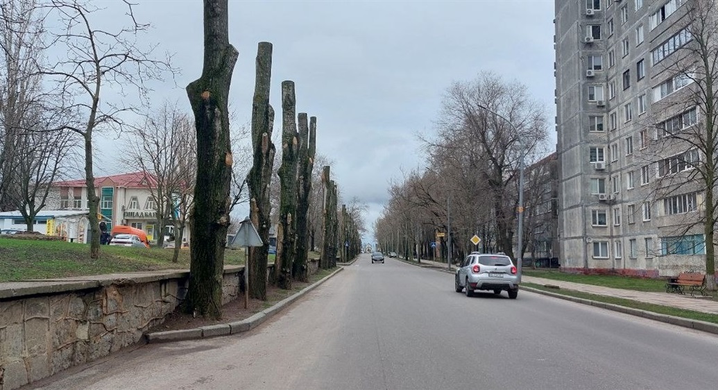 Так виглядають кроновані тополі на вулиці Європейській.